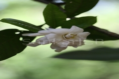 Gardenia jasminoides